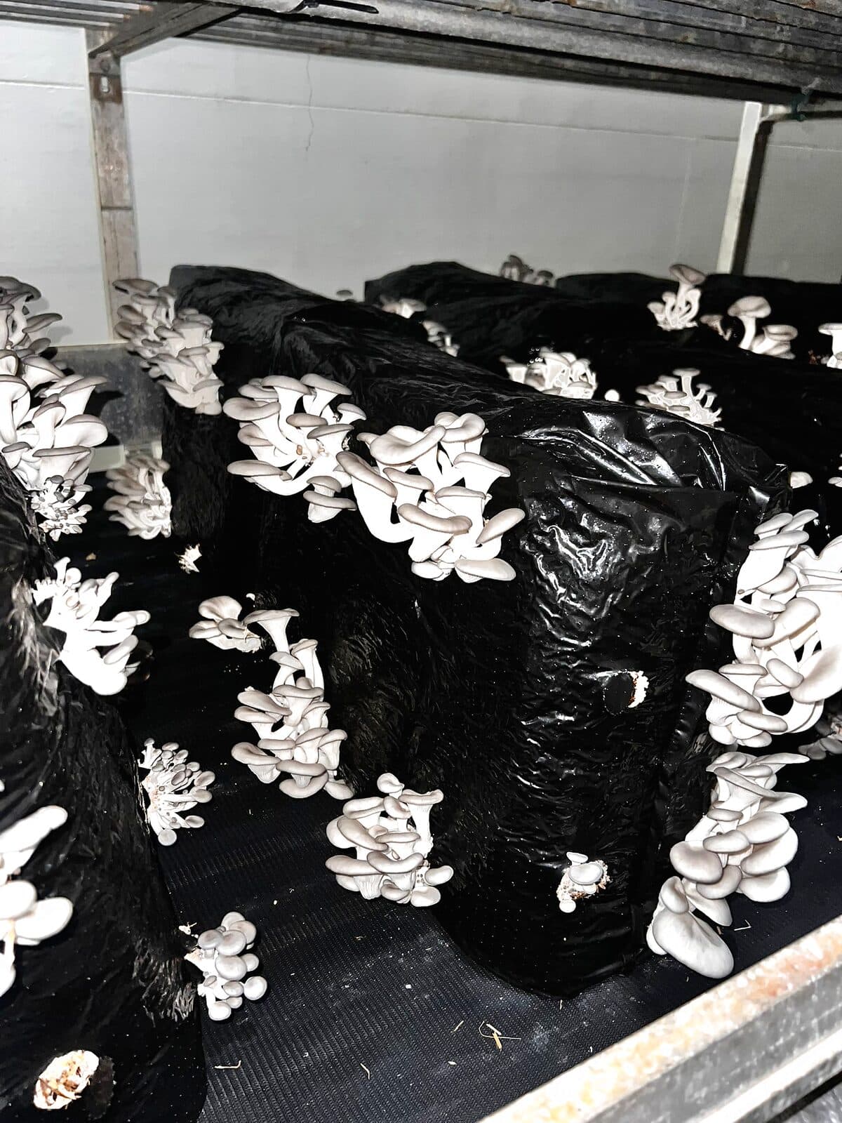 Organic oyster mushrooms growing in WCSM's climate-controlled rooms in Abbotsford, BC