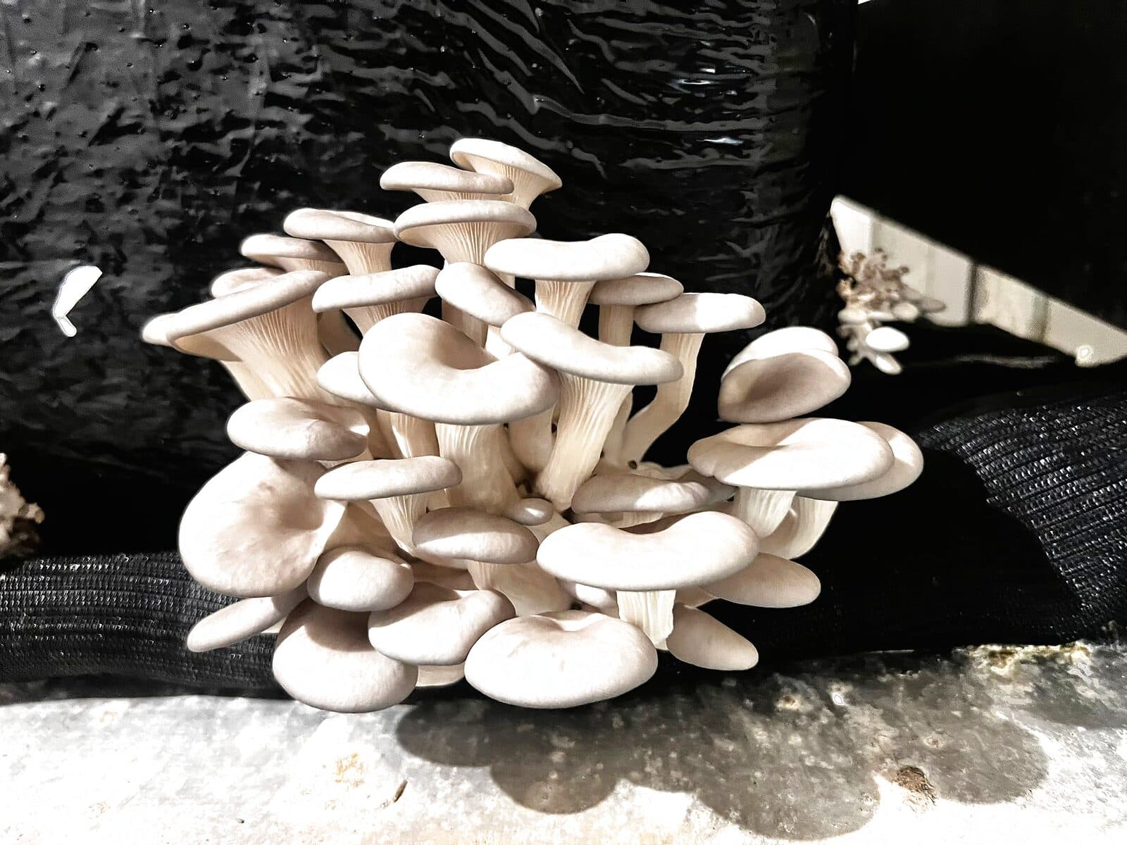 Grey oyster mushrooms (Pleurotus ostreatus) grown by WCSM
